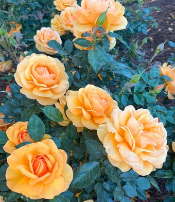 Rosa 'South Africa'