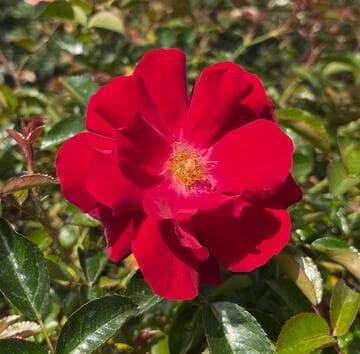 Rosa 'Red Ribbons'