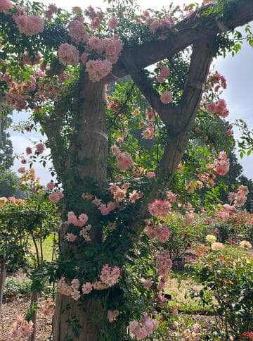 Rosa 'Mel's Heritage'