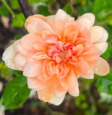 Rosa 'Perle d'Or'