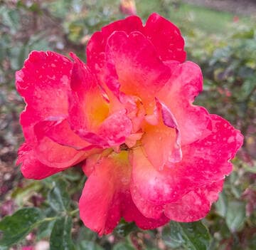 Rosa 'Voodoo'