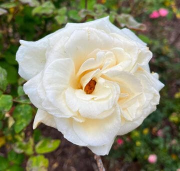 Rosa 'Mme. Jules Bouche'