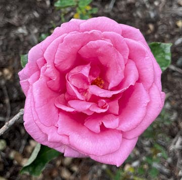 Rosa 'Miss Rowena Thom'