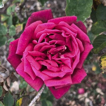 Rosa 'Chrysler Imperial'