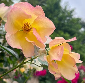 Rosa 'Bloomfield Dainty'