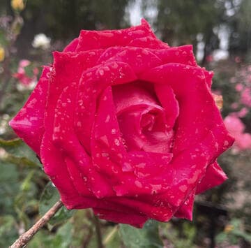 Rosa 'Brandenburg Gate'