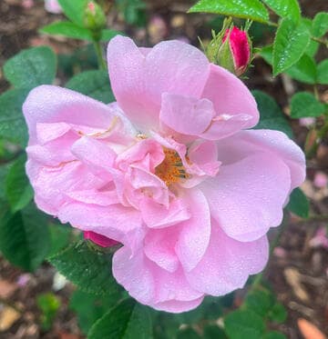 Rosa 'Belle Amour'