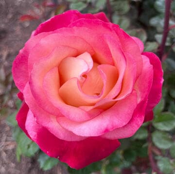 Rosa 'Beauty from Within'