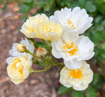 Rosa 'Gourmet Popcorn'