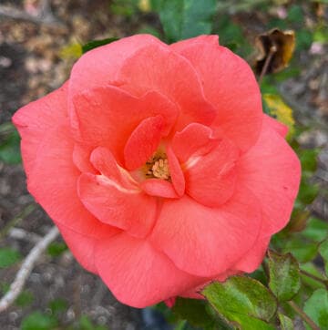 Rosa 'First Edition'