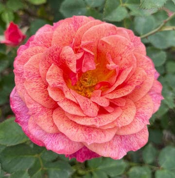 Rosa 'Mountain Music'
