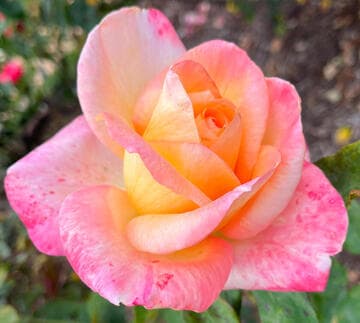 Rosa 'Anne Morrow Lindbergh'