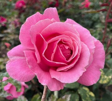 Rosa 'Century Two'