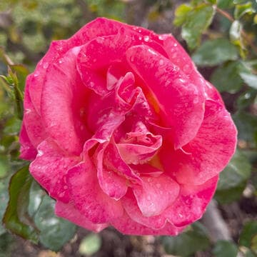 Rosa 'Burst of Joy'