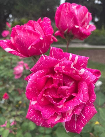 Rosa 'Careless Love'