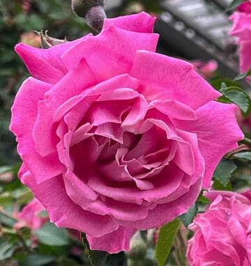 Rosa 'Burbank (Santa Rosa)'