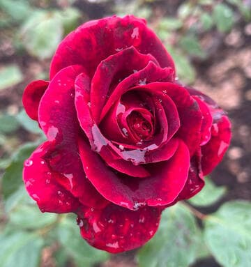 Rosa 'Magic Red'