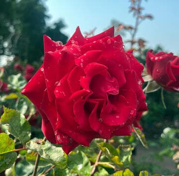 Rosa 'Grande Amore'