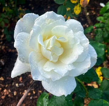 Rosa 'Fountain Square'