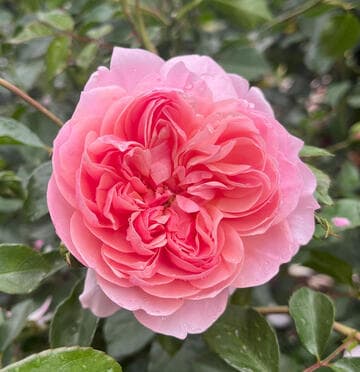 Rosa 'Anne Boleyn'