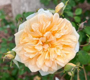 Rosa 'Alister Stella Gray'