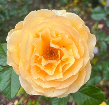 Rosa 'Amber Queen'