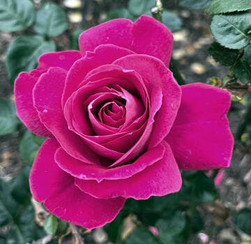 Rosa 'Baronne Edmond de Rothschild'
