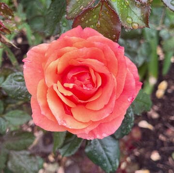 Rosa 'Anna's Promise'