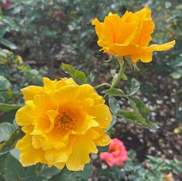 Rosa 'Midas Touch'