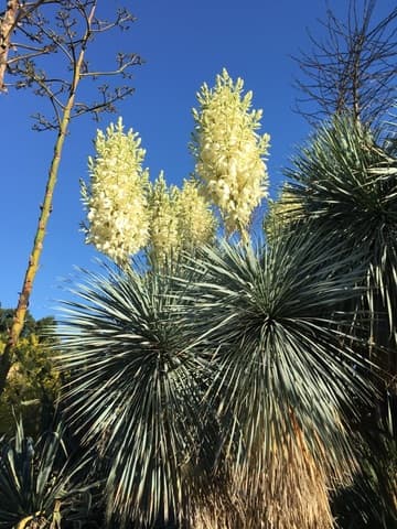 Yucca rostrata