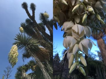 Yucca filifera