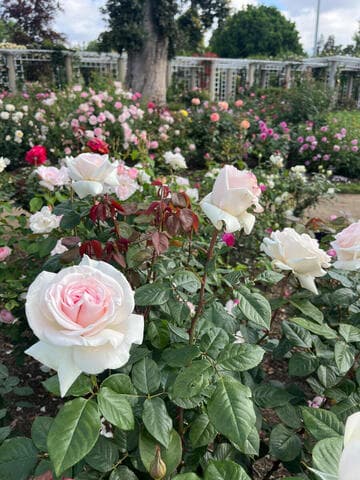 Rosa 'Francis Meilland'
