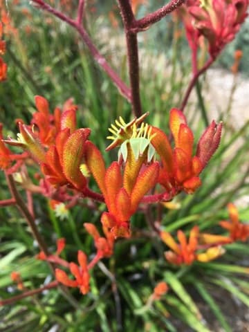 Anigozanthos 'Tequila Sunrise'