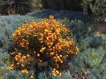 Drosanthemum bicolor