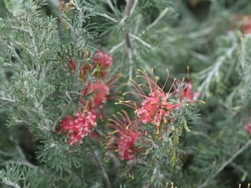 Grevillea thelemanniana 'Magic Lantern'