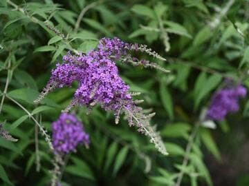 Buddleja davidii 'Black Knight'