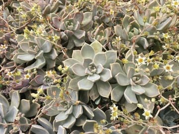 Graptopetalum paraguayense