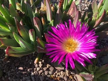 Carpobrotus acinaciformis