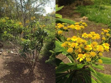 Verbesina cinerascens