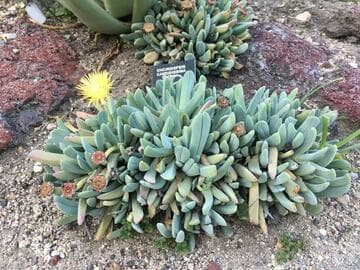Cheiridopsis denticulata