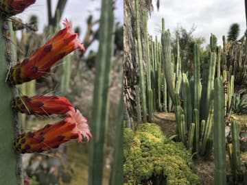 Lophocereus marginatus