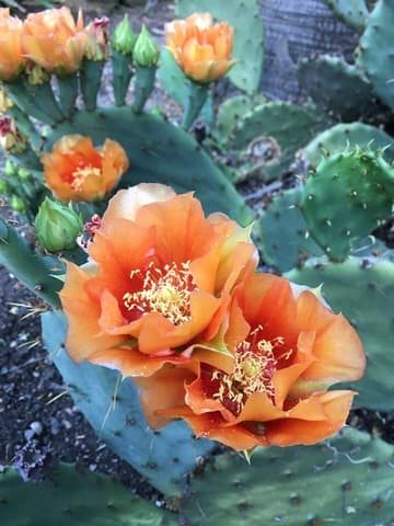 Opuntia littoralis var. austrocalifornica