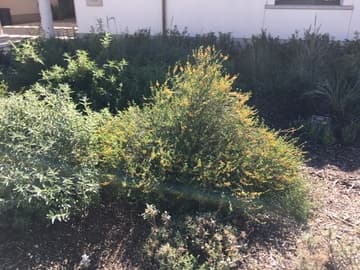 Acmispon glaber ssp. glaber