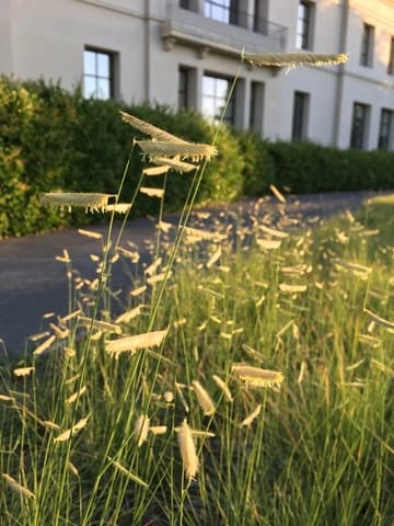 Bouteloua gracilis 'Blonde Ambition'