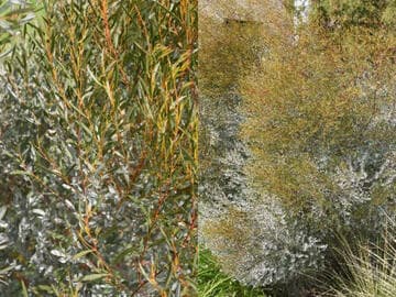 Eucalyptus 'Moon Lagoon'