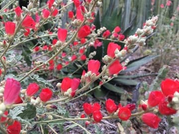 Sphaeralcea ambigua [Louis Hamilton™] cv.