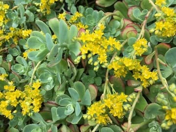 Sedum palmeri