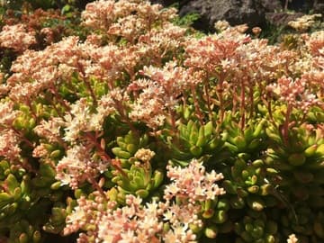 Sedum lucidum