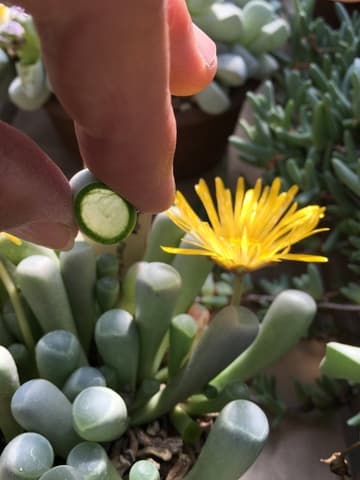 Fenestraria rhopalophylla ssp. aurantiaca