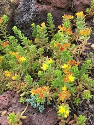 Sedum reptans
